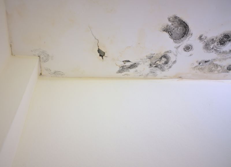 Attic Mold Removal in Dallas, TX