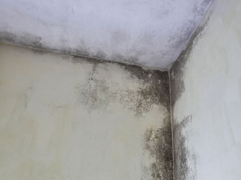 Attic Mold Removal in Essex County, NJ