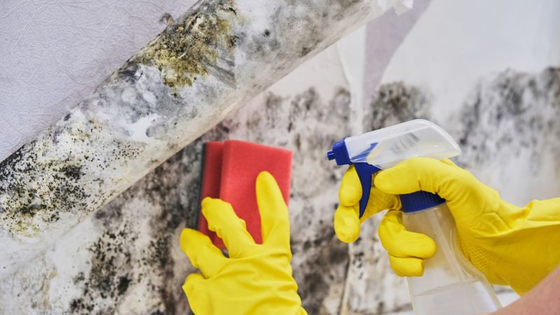 Attic Mold Removal in Essex County, NJ