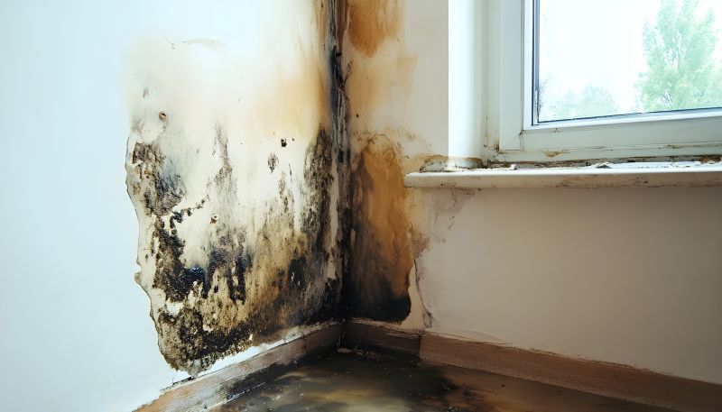 Basement Mold Removal in Bergen County, NJ