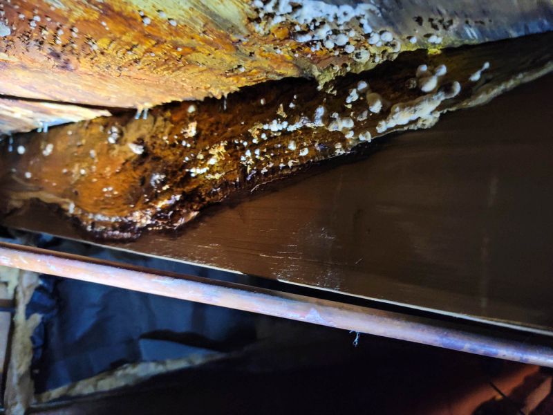 Basement Mold Removal in Dallas, TX