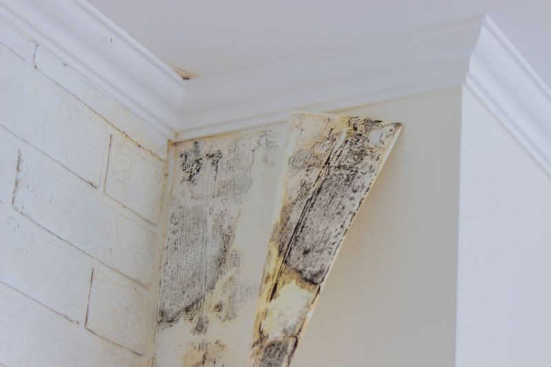 Basement Mold Removal in Frisco, TX