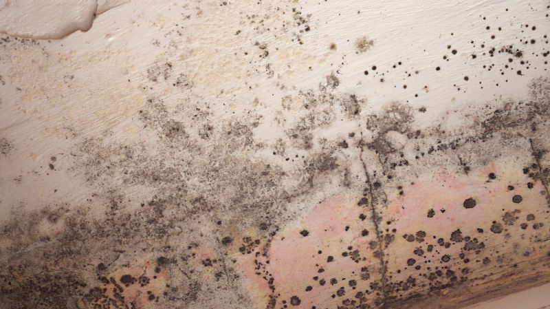 Ceiling Mold Removal in Frisco, TX
