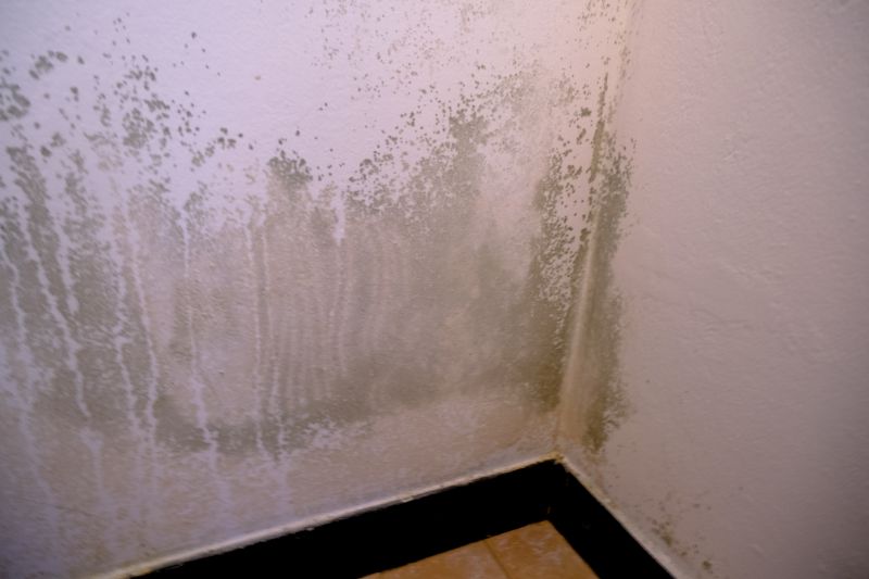 Ceiling Mold Removal in Dallas, TX