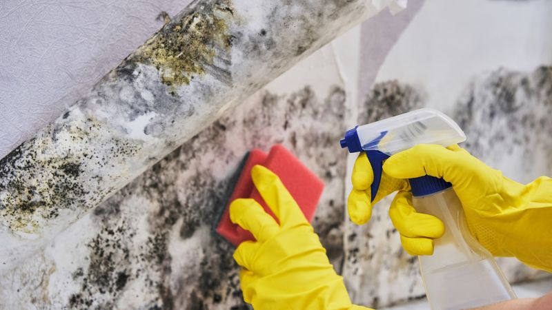 Crawl Space Mold Removal in Fort Worth, TX