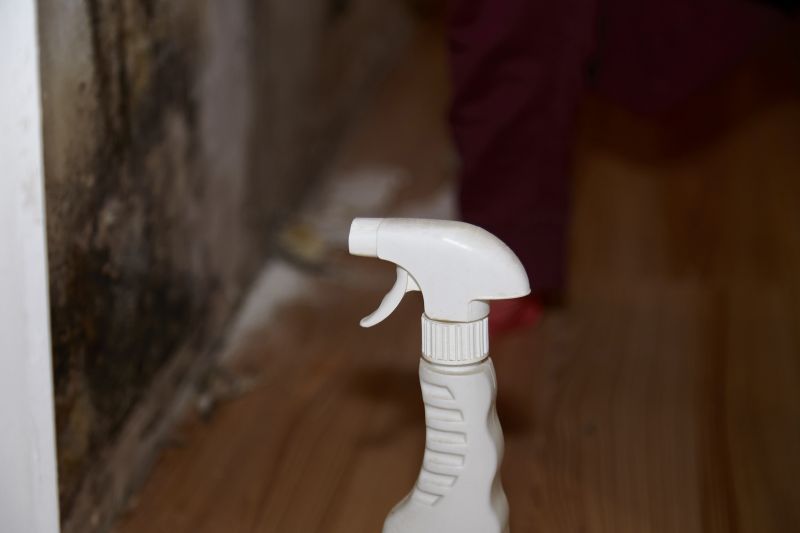Mold Cleanup Service in Frisco, TX