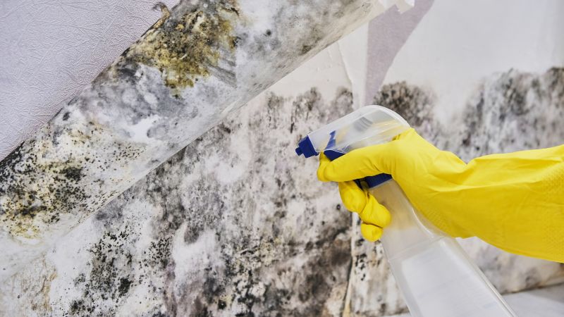 Mold Control in Mckinney, TX