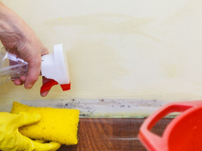 Mold Removal in Dallas, TX