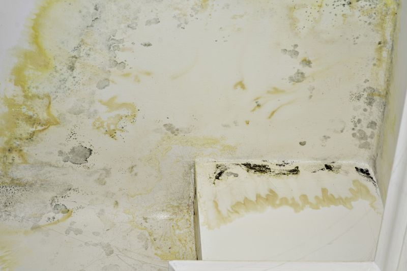 Mold Restoration in Boca Raton, FL