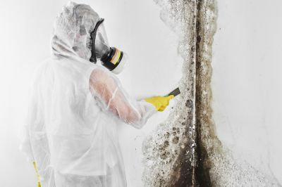 White Mold Mitigation in West Palm Beach, FL